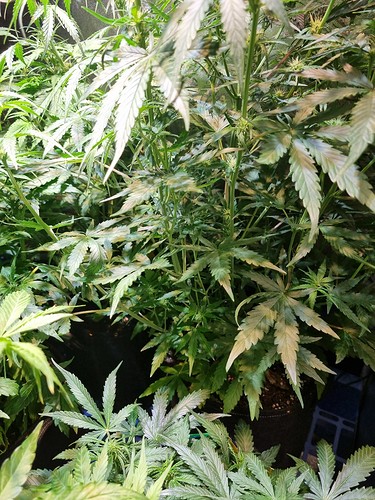 Growreport Bild 28