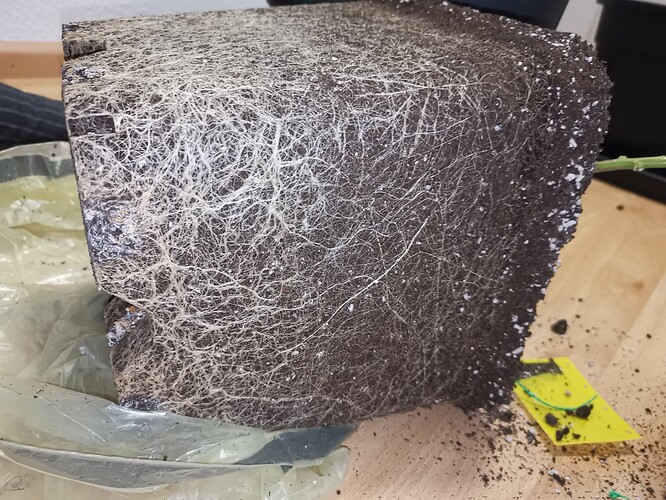 Growreport Bild 1