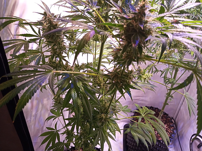 Growreport Bild 4