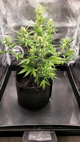 Growreport Bild 1