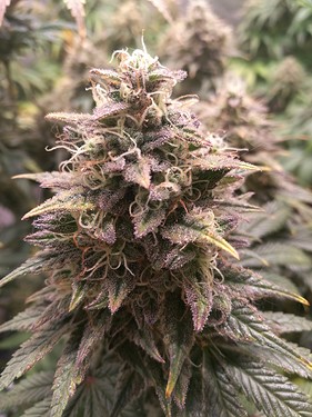 Growreport Bild 18