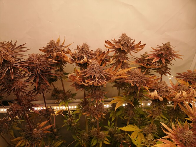 Growreport Bild 8