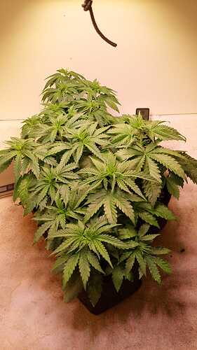Growreport Bild 4
