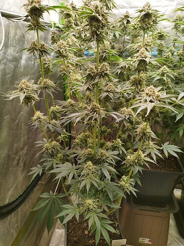 Growreport Bild 22