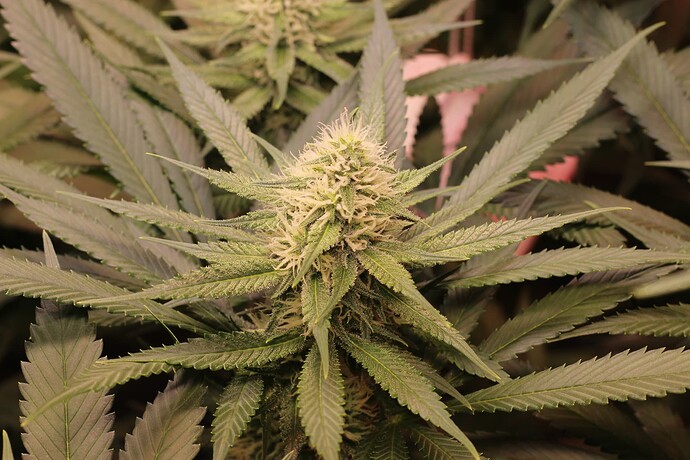 Growreport Bild 5