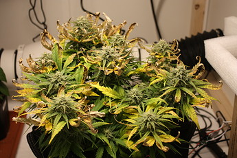 Growreport Bild 12