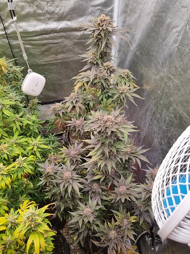 Growreport Bild 11