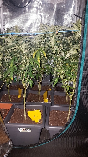 Growreport Bild 3