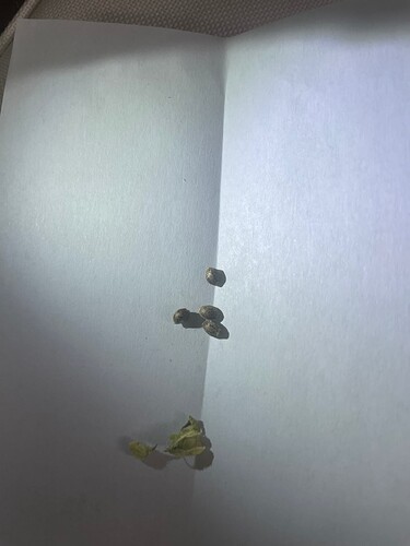 Growreport Bild 2