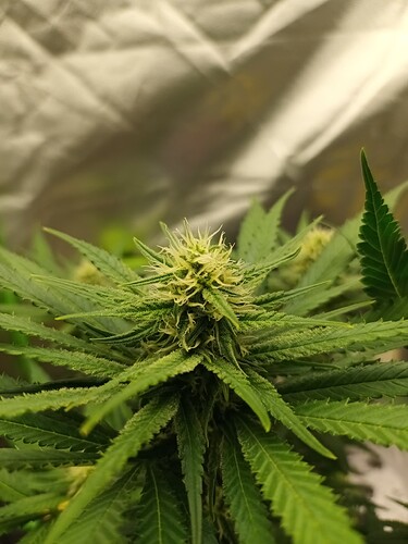 Growreport Bild 17