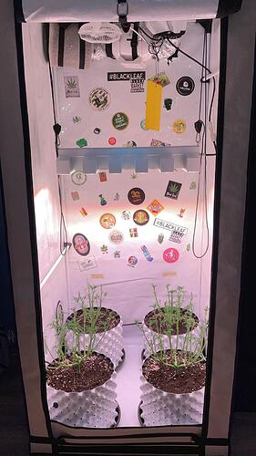 Growreport Bild 1
