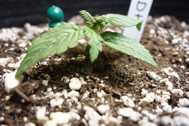 Growreport Bild 18