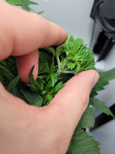 Growreport Bild 5