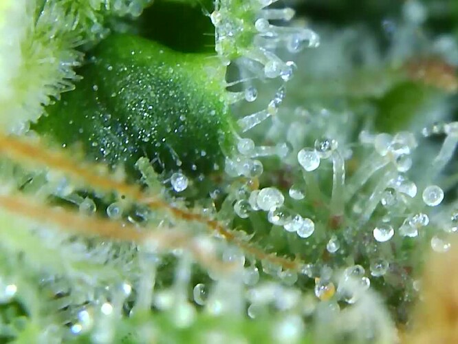 Growreport Bild 27