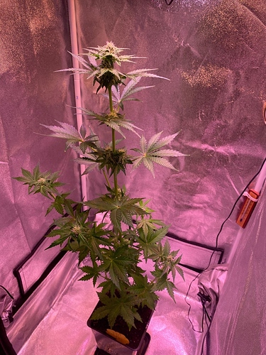 Growreport Bild 25