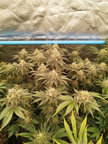 Growreport Bild 6