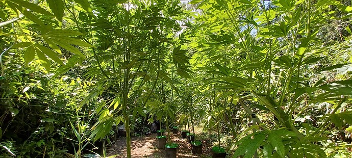 Growreport Bild 3