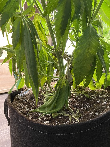 Growreport Bild 5