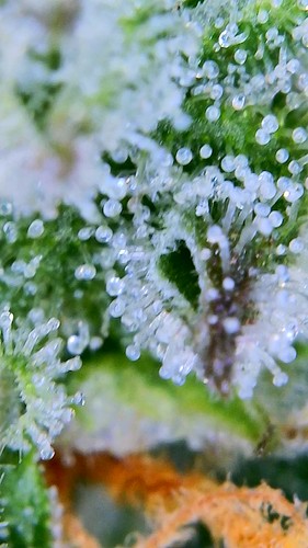 Growreport Bild 5