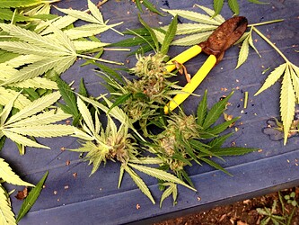 Growreport Bild 27