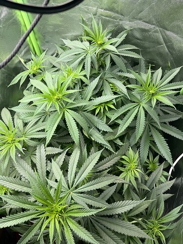 Growreport Bild 8
