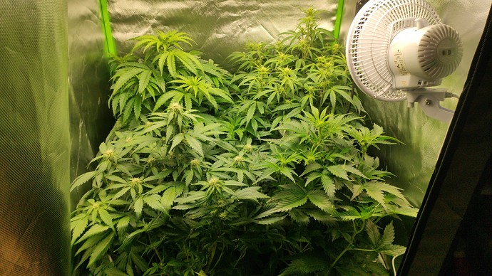 Growreport Bild 1