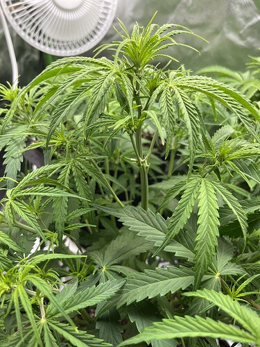 Growreport Bild 19