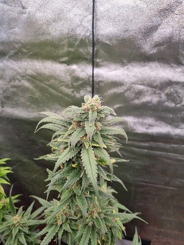 Growreport Bild 25