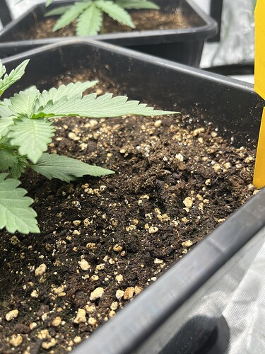 Growreport Bild 4