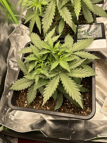 Growreport Bild 5