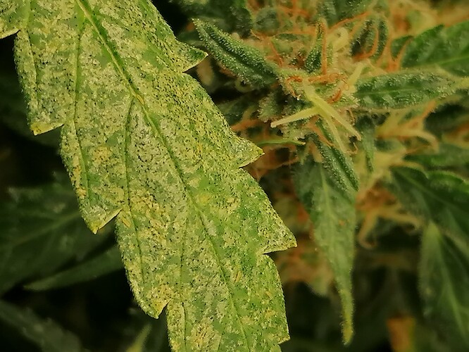 Growreport Bild 1