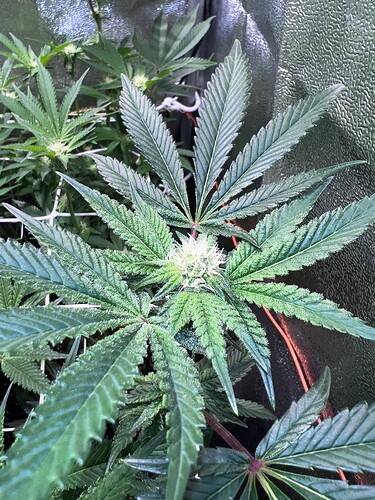 Growreport Bild 20