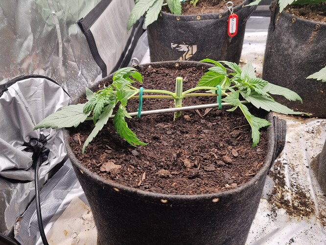 Growreport Bild 13