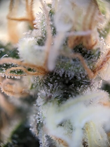 Growreport Bild 9