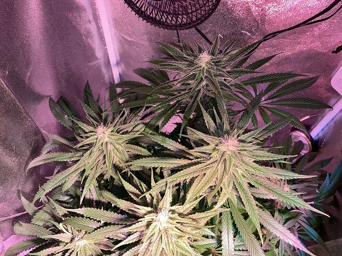 Growreport Bild 22