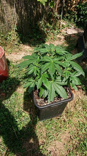 obscura1659098808426