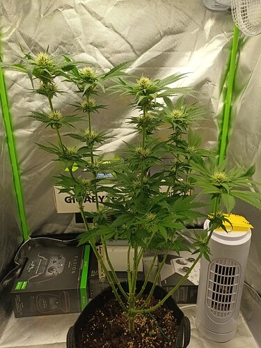 Growreport Bild 4