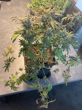 Growreport Bild 12