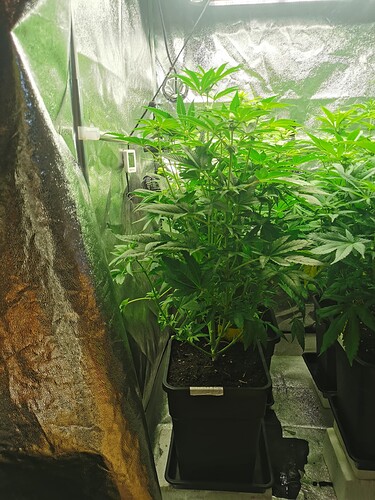 Growreport Bild 5