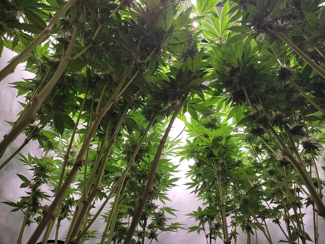 Growreport Bild 9