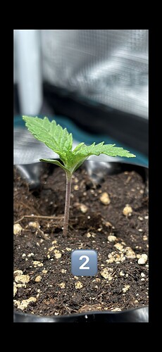 Growreport Bild 31