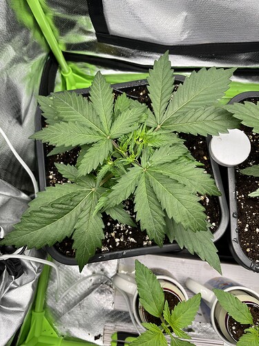 Growreport Bild 11