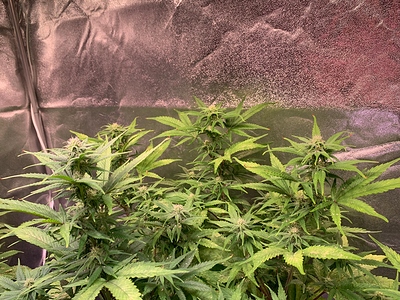 Growreport Bild 4