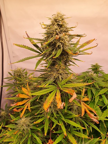 Growreport Bild 3