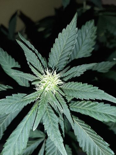 Growreport Bild 3