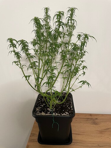 Growreport Bild 8