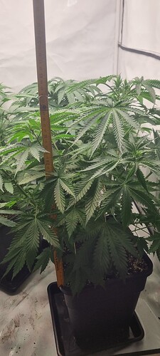 Growreport Bild 19