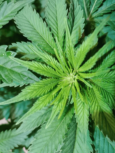 Growreport Bild 17