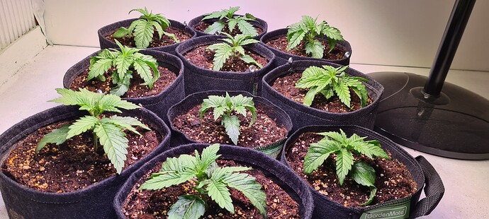 Growreport Bild 9