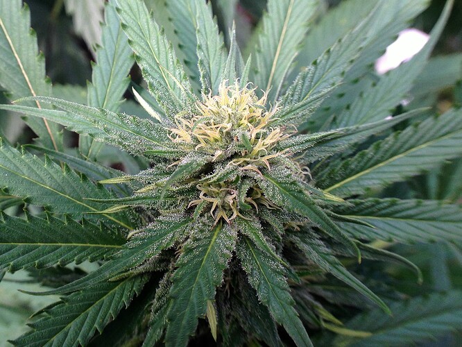 Growreport Bild 5